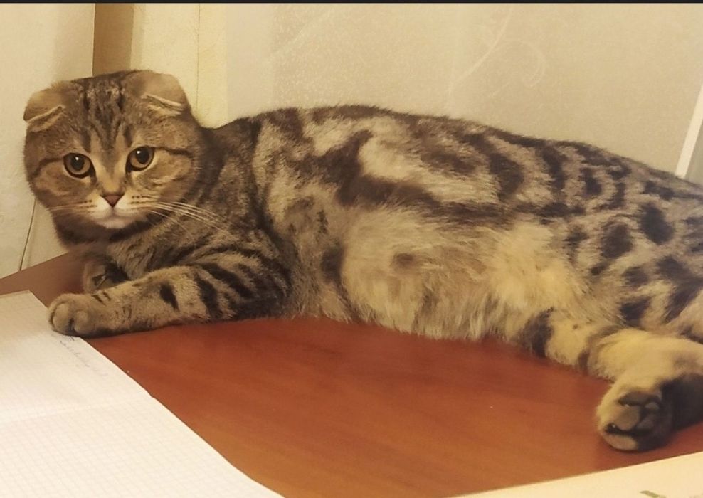 Шотландско британський котенок.Осталась девочка прямоушка