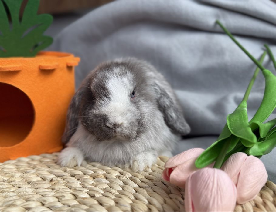 Samiczka mini lop gotowa do odbioru / królik miniaturka, domowy :)