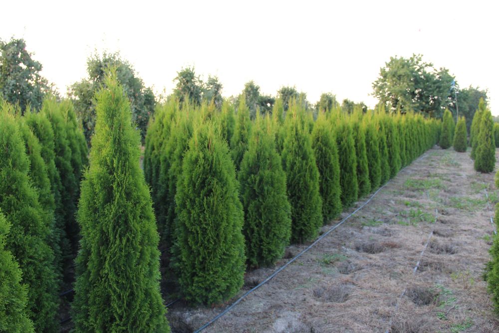 Thuja Smaragd Tuja Szmaragd 180-200 cm BARDZO WYSOKA JAKOŚĆ-PRODUCENT