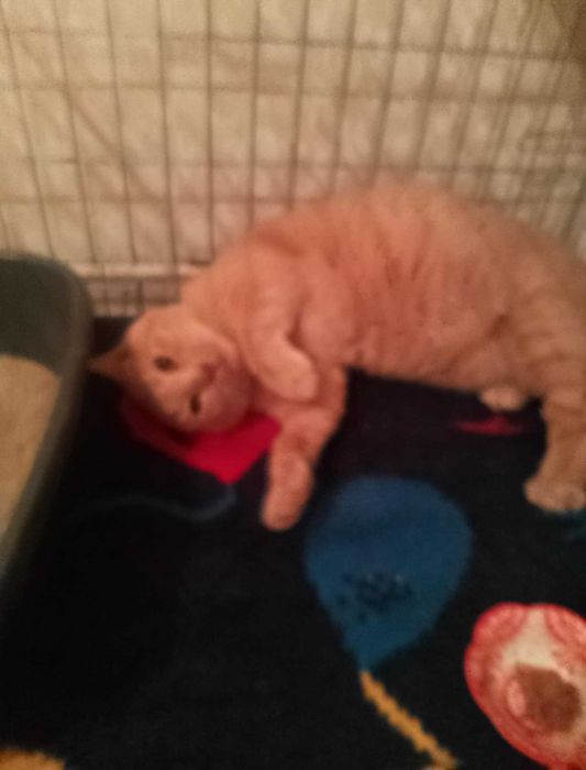 Santiago biszkoptowy kocurek o bursztynowych oczach PILNIE dom