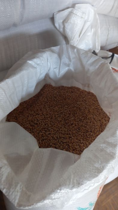 Продаи Зерно пшениці. Можливий обмін на кукурузу