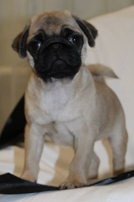 Розкішні мопсики