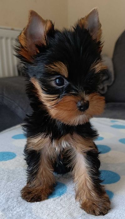 Mini BOY Yorkshire terrier czarno złoty