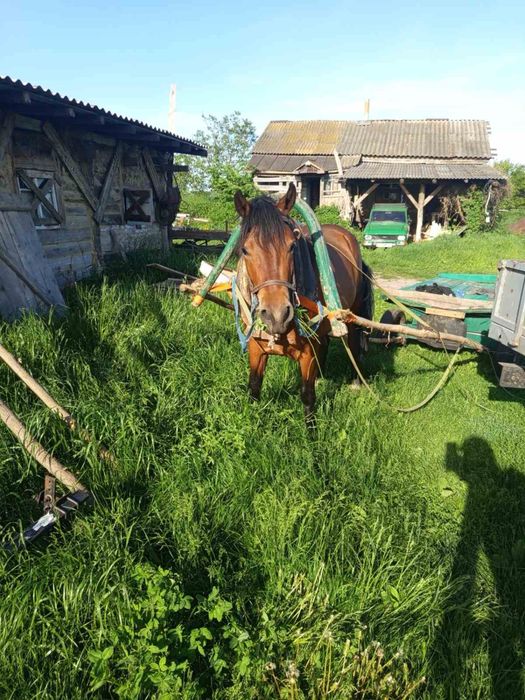 Продам молоду кобилу,коня