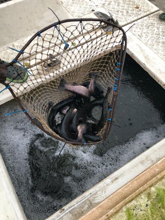 Форель від 1 грама і до 4 кілограмів