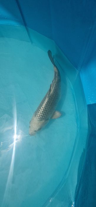 Carpas koi com 34cm