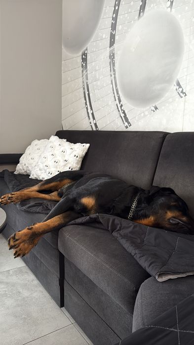 4-letni Rottweiler Bandi szuka nowego domu