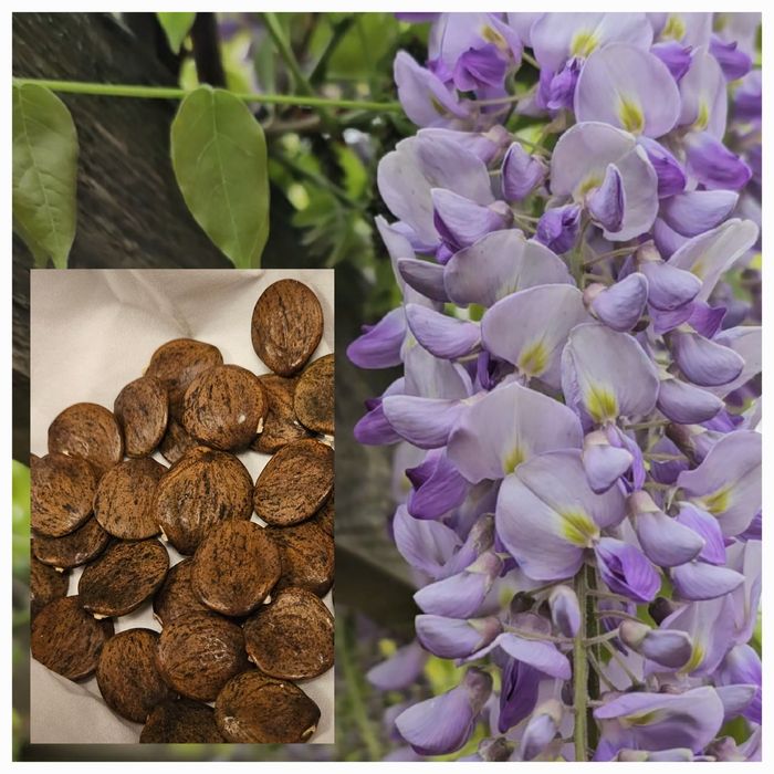 Насіння гліцинії бузкової "Модний дім"(Fashion house) 10 шт