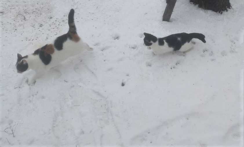 Загубилася кішка, Бровари, р-н Автошкола