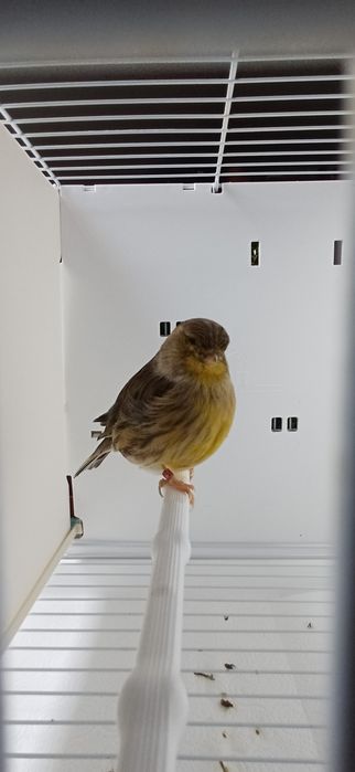 Kanarki Gloster samca nr 15 i samicę 32