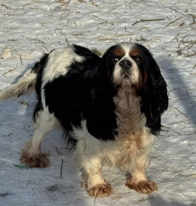 Cavalier king charles spaniel suczka tricolor