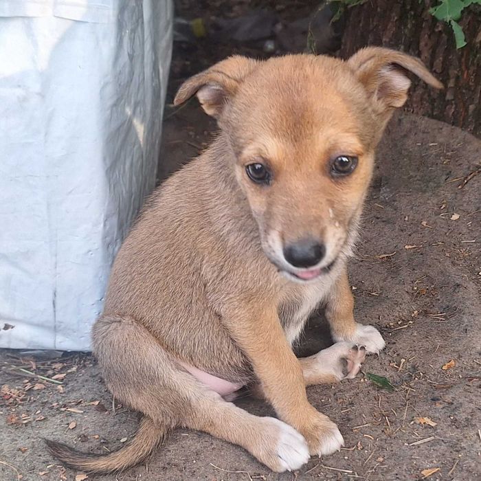 Щенок ищет семью. Пёс. Собака даром. Щенки. Бесплатно