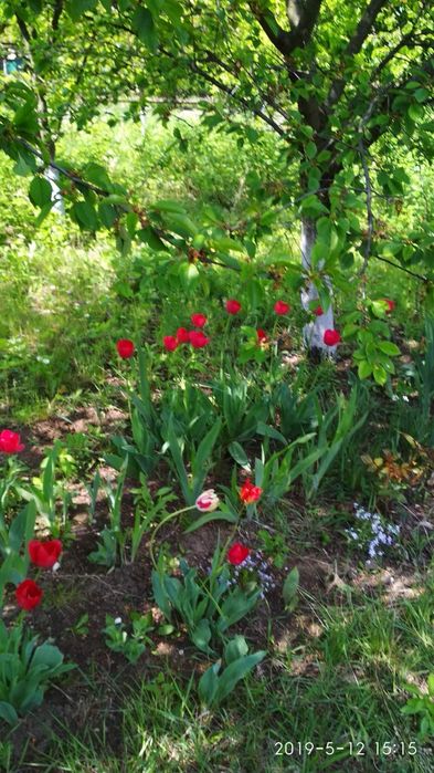 Земельна ділянка для будівництватва будинку та присадибна ділянка