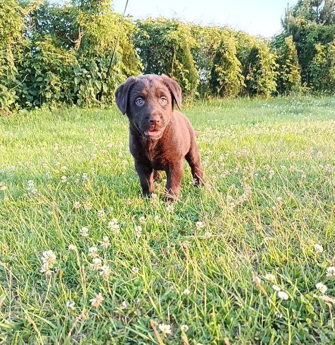 Labrador Retriever