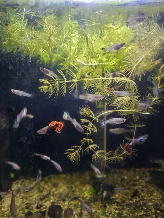 Gupiki.Młode i dorosłe.