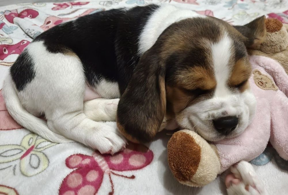 Бігль, цуценята біглята з документами ККУ