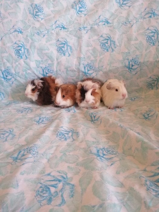 Świnka morska kawia domowa