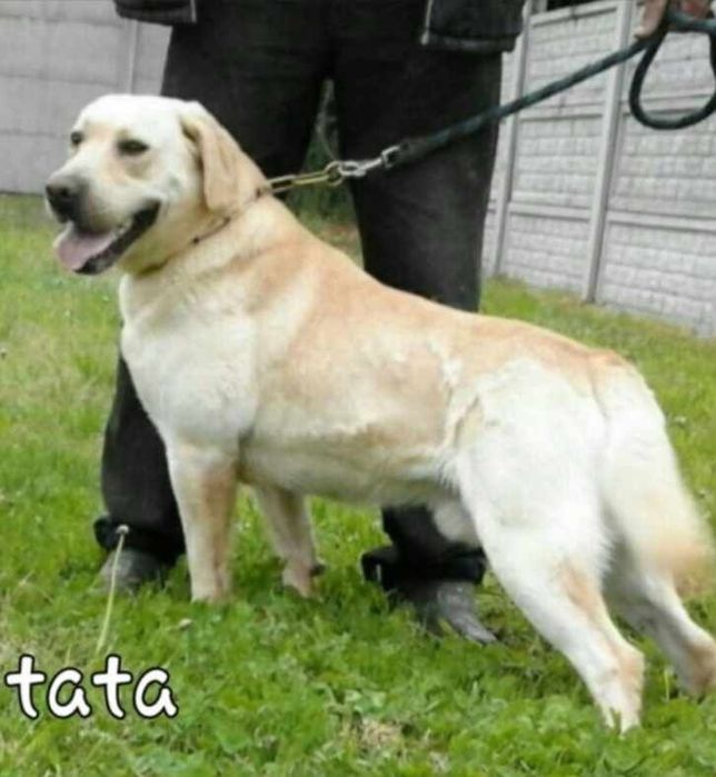 Labrador Retriever z Rodowodem