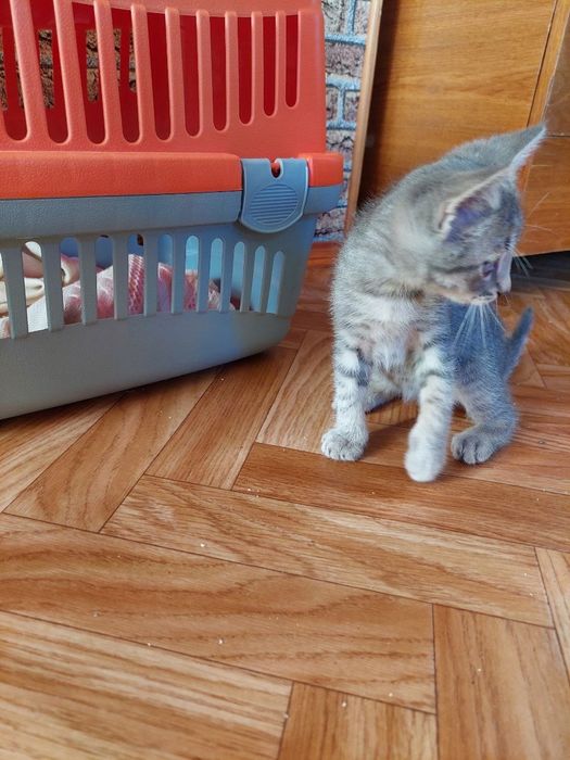Котенок в добрые руки
