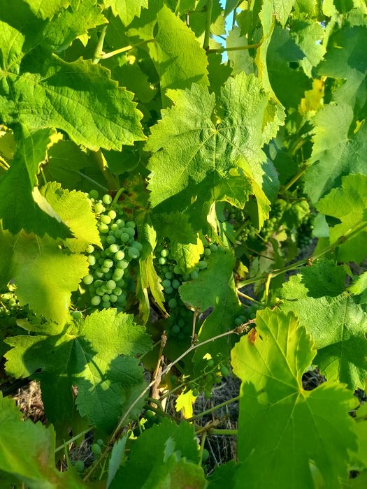Uvas biologicas certificadas para vinho