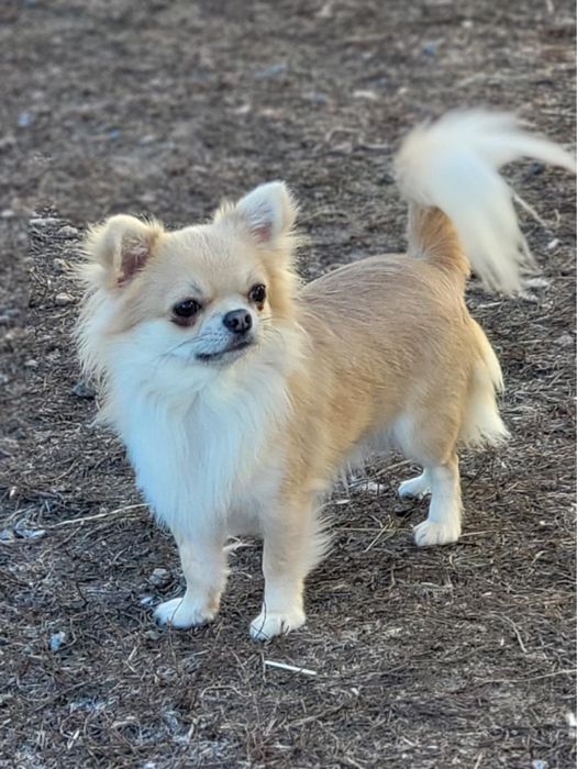 Голубопалевый кобель ксу чихуахуа