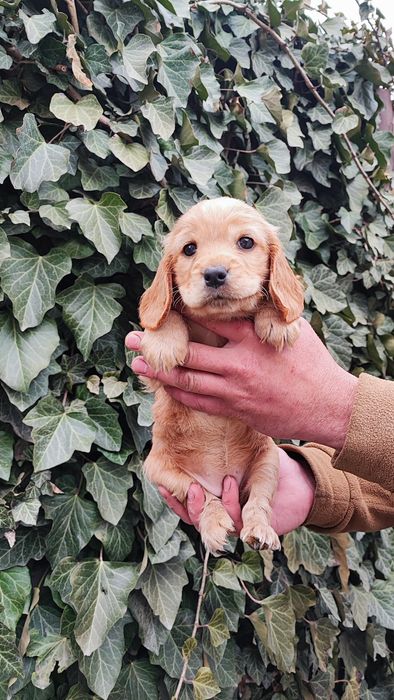 Девочка Спаниель