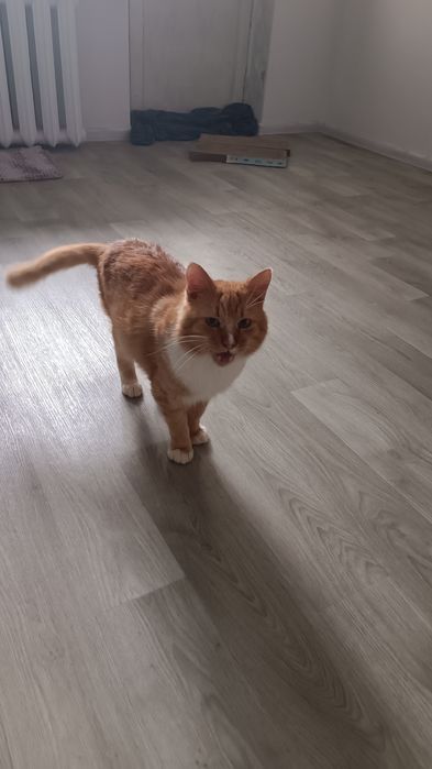 Лагіднтй кіт з імунодефіцитом шукає сім'ю