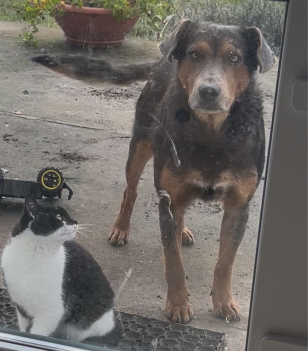 Песик Дік шукає сімʼю