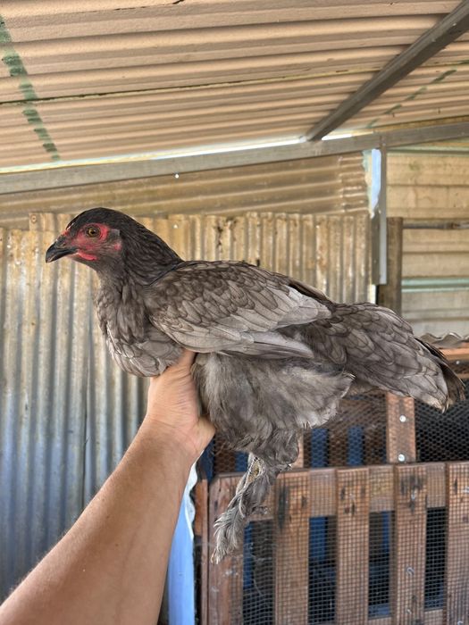 Galos e galinhas descendentes de galo Brahma Perdiz cruzado com poedeiras comerciais