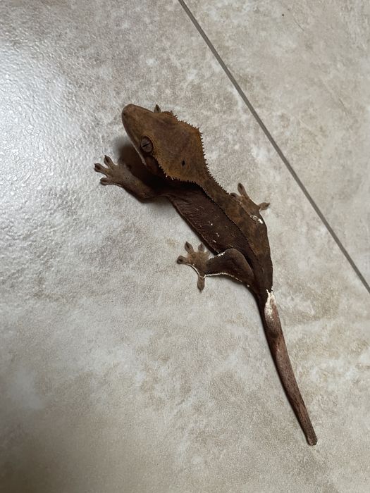 Gekon orzęsiony samica dark phantom