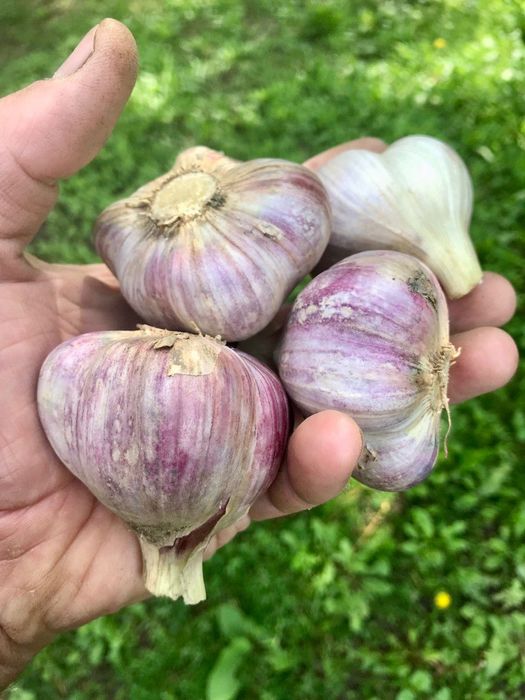 Продам часник сорт «Любаша» (зимовий)