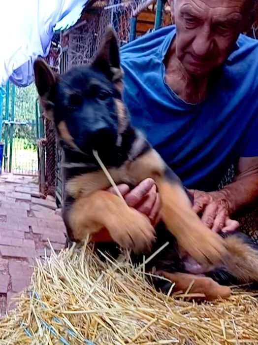 Питомник ZOLOTOY PUT' K POBEDE предлогает щенков.