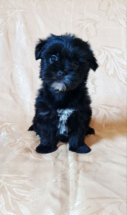 Щенок мальтипу девочка