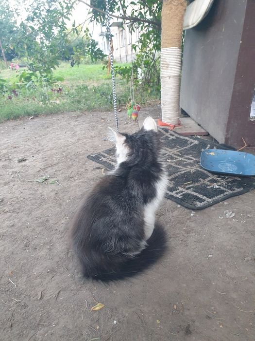 Кошеня в добрі руки