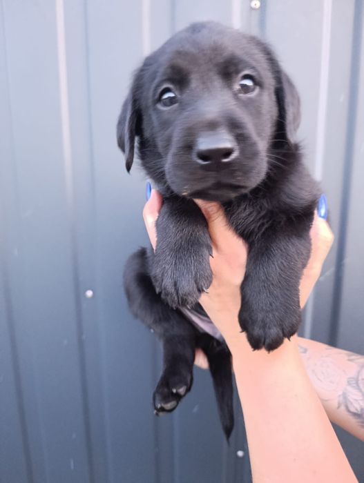Labrador retriever