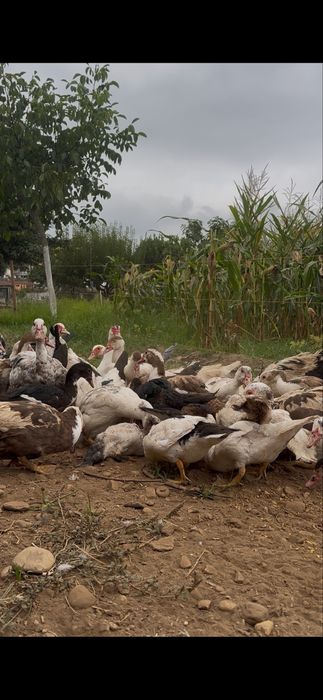 Patos mudos com 4 meses