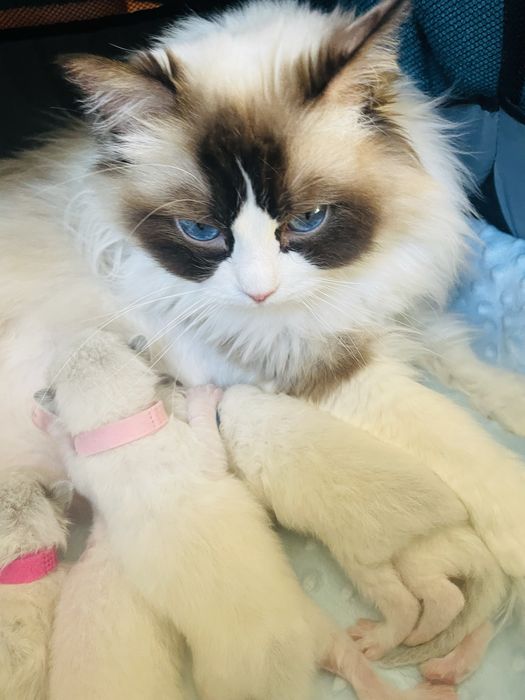 Ragdoll - kotek - FPL-FIFe