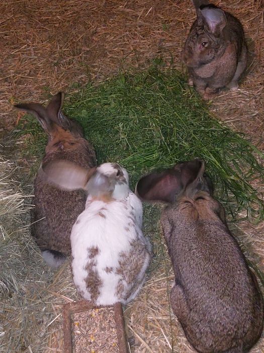 Samice belga olbrzyma