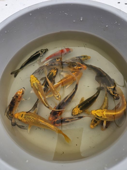 Karp koi lipcówka