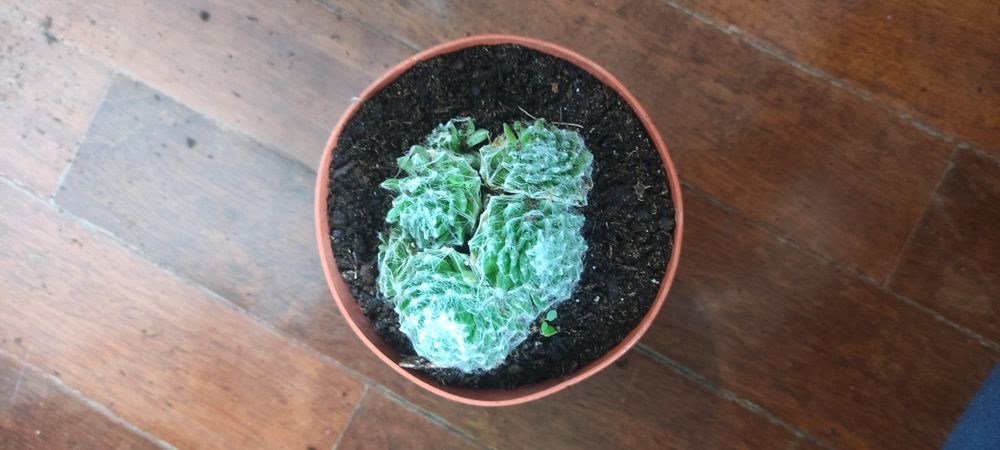 Suculentas, catos e plantas