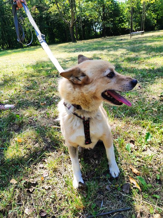 Perun - 14 kg miłości, energii i merdającego ogona