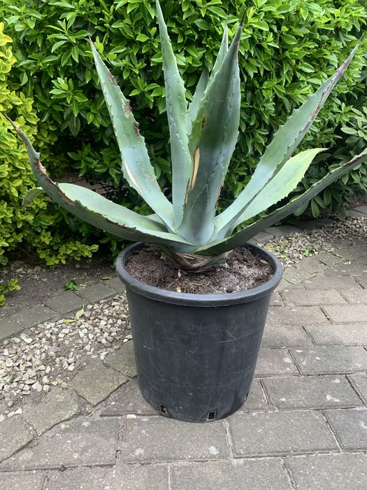 Agawa ogrodowa, piękna, duża