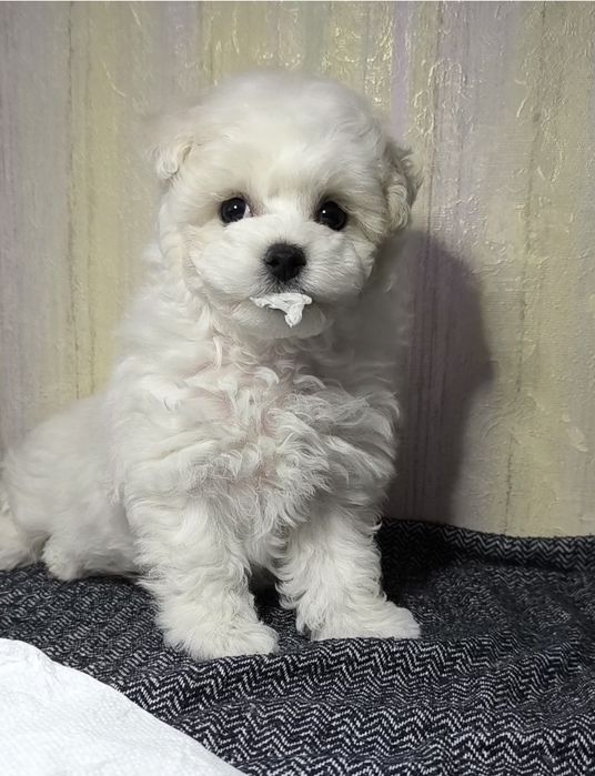 Бішон фрізе, КСУ, дівчинка