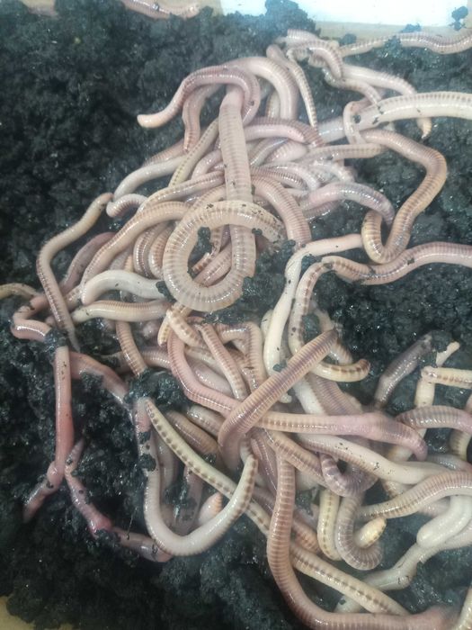 Продам червь дэндробэна вэнэтта