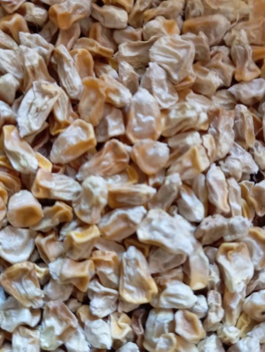 Якісне насіння цукрової кукурудзи сорту Страйк друге покоління.