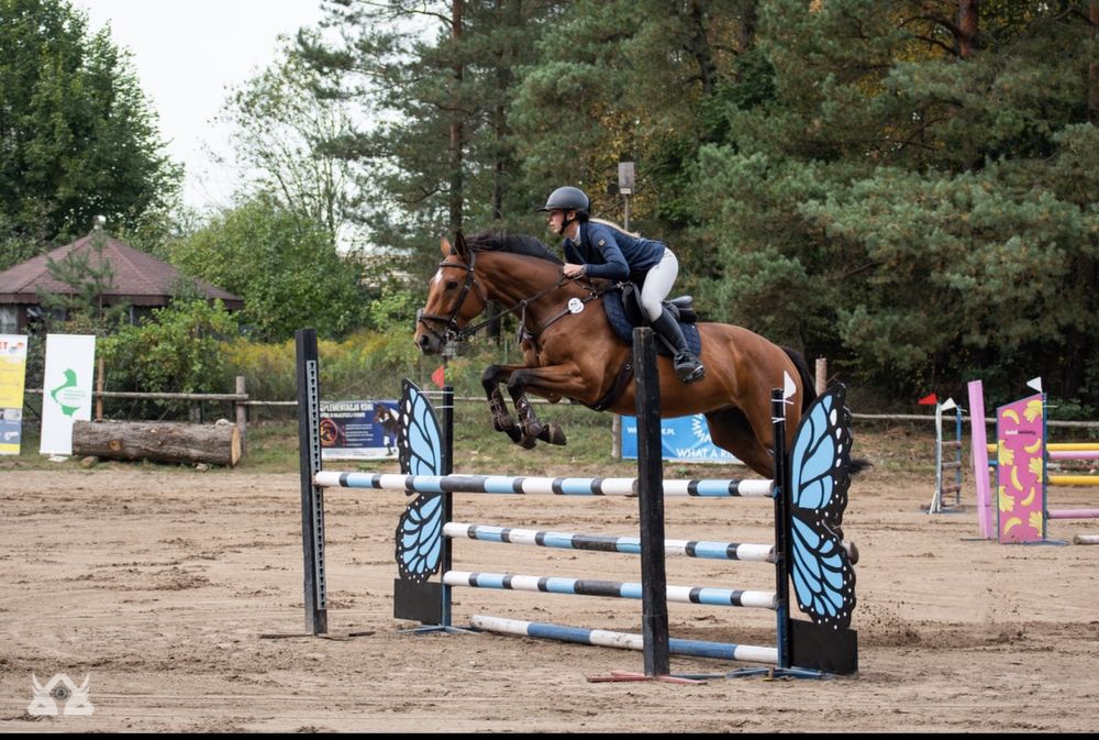 6 letni wałach do skoków