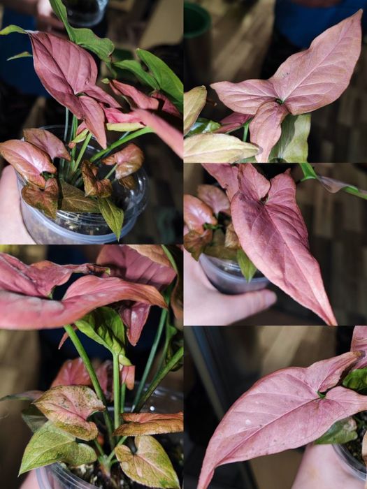 Сингоніум пінк перфекшн, pink perfection