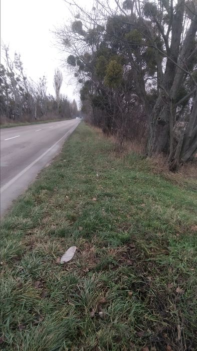 Княжичі. Продаж ділянка 50сот.(індивідуальне садівництво)