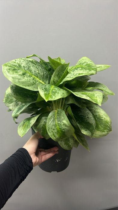 Аглаонема (Aglaonema) в наявності