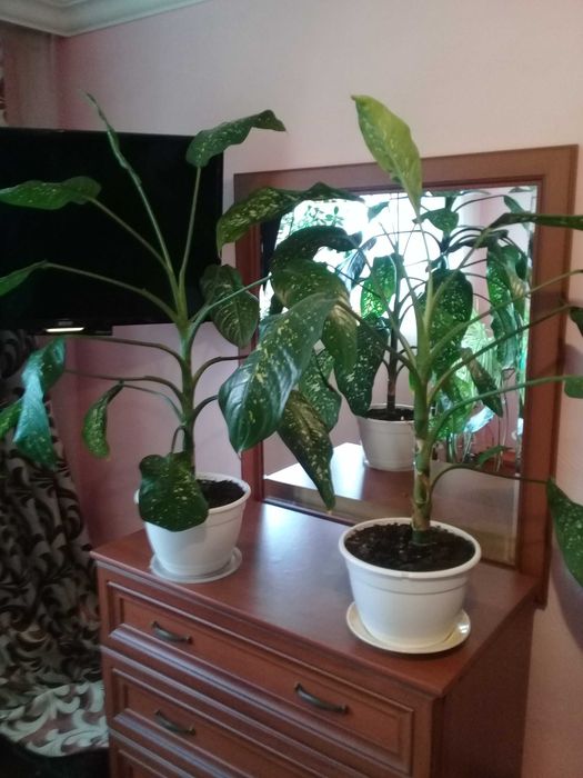 Вазони  Деффинбахiя